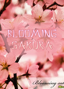 Blooming Sakura